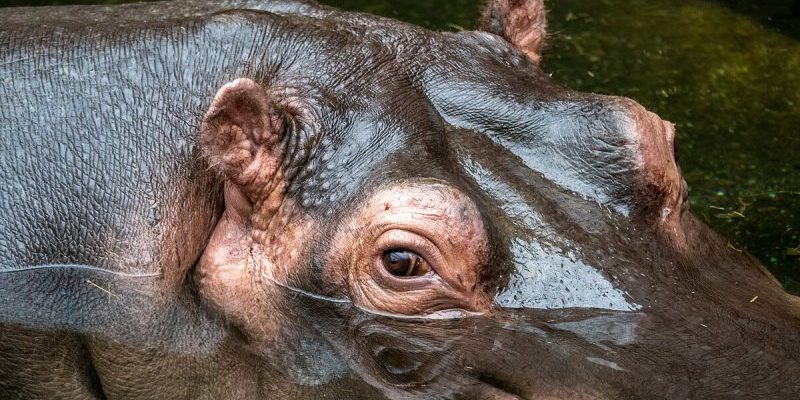 Hippo-Garten