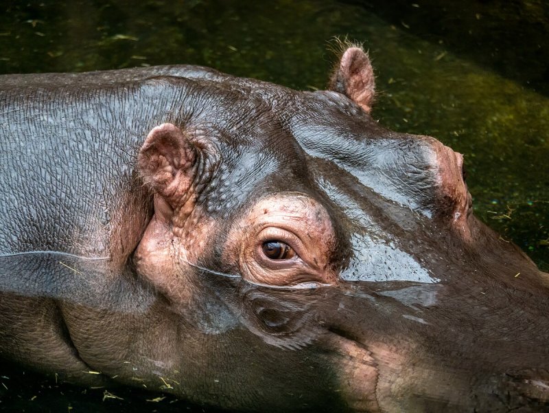 Hippo-Garten