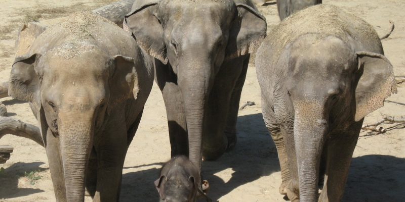 Kölner Zoo