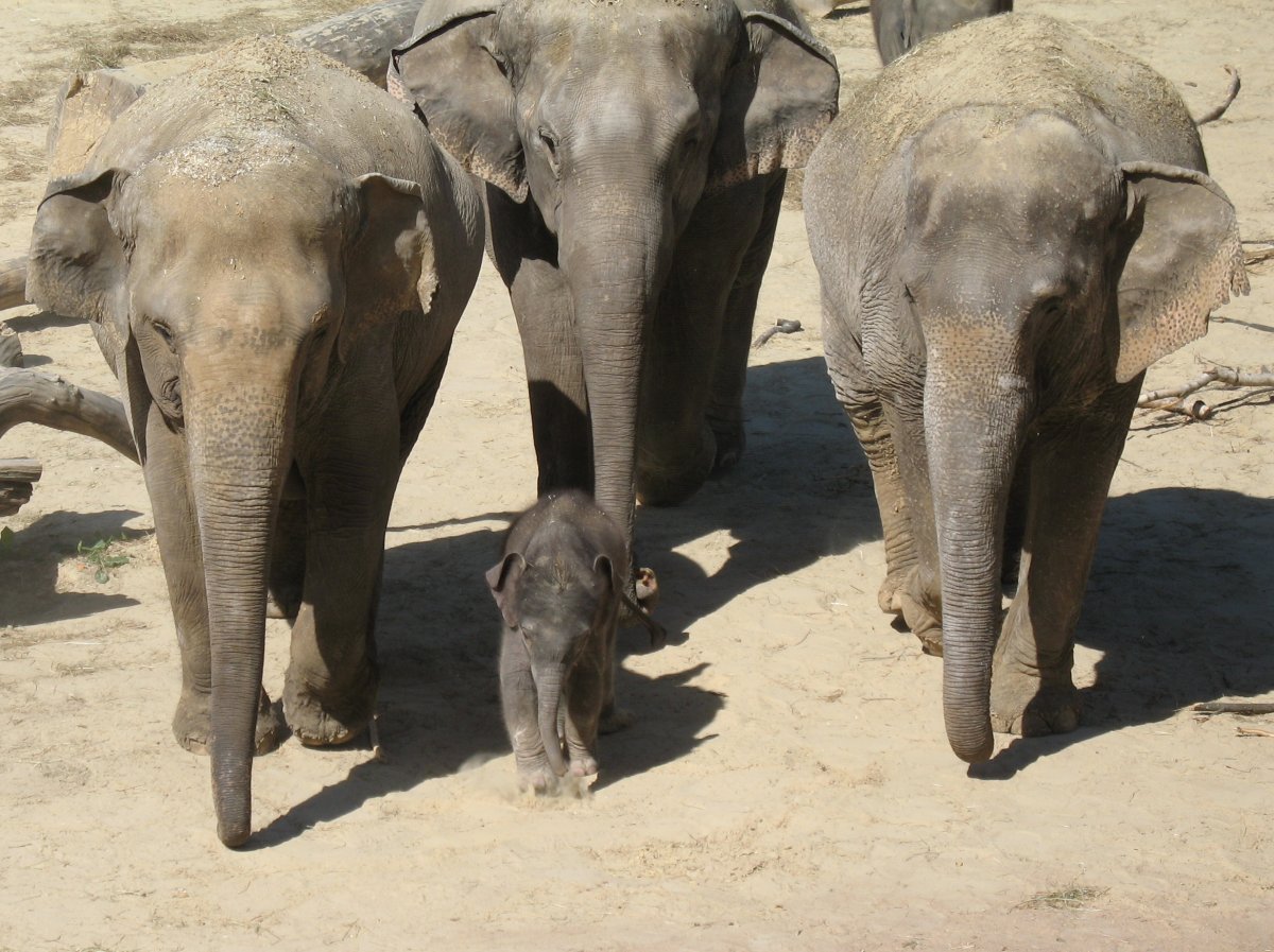 Kölner Zoo