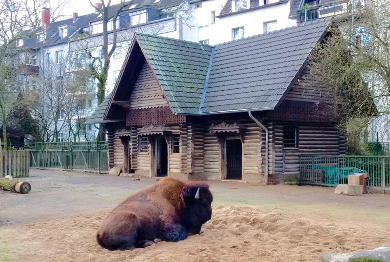 Nashorn