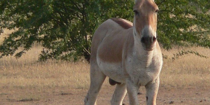 Persian Onager