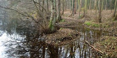 Thielenbruch und Thurner Wald