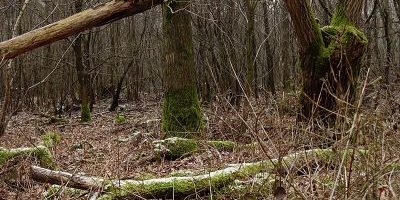 Wahner Heide