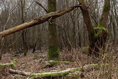 Wahner Heide (Ost 1)