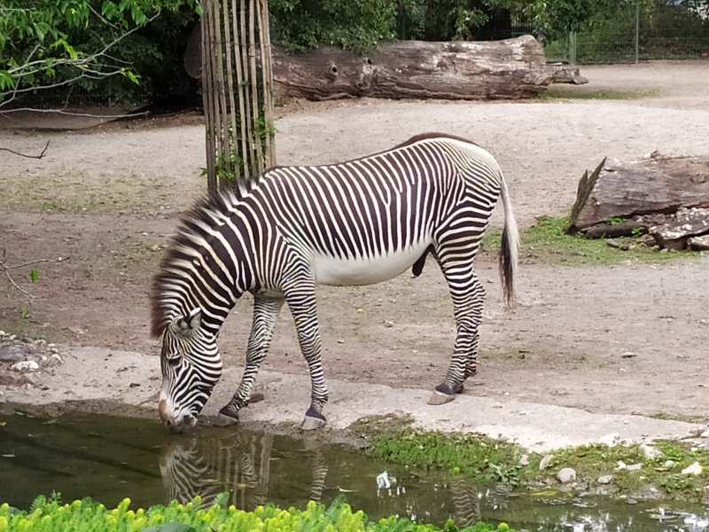 Zebra