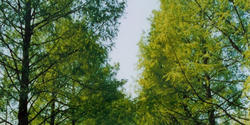 Arboretum (Baumsammlung)
