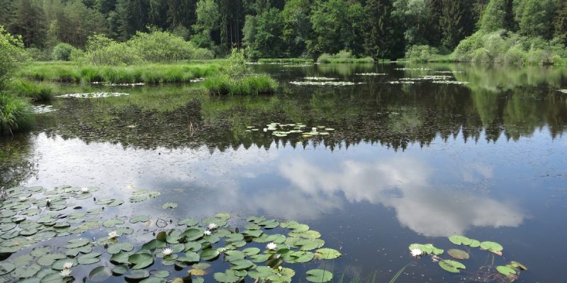 Dingelsdorfer Ried