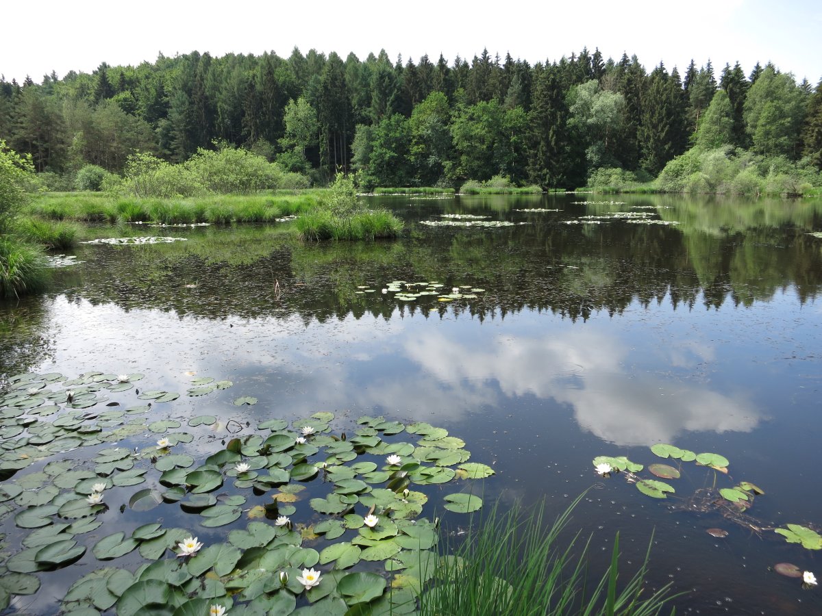 Dingelsdorfer Ried
