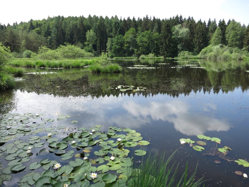 Dingelsdorfer Ried