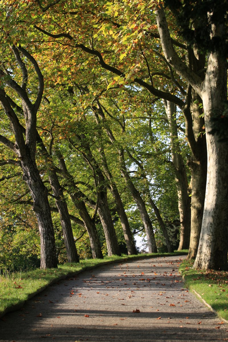 Interkultureller Schulgarten