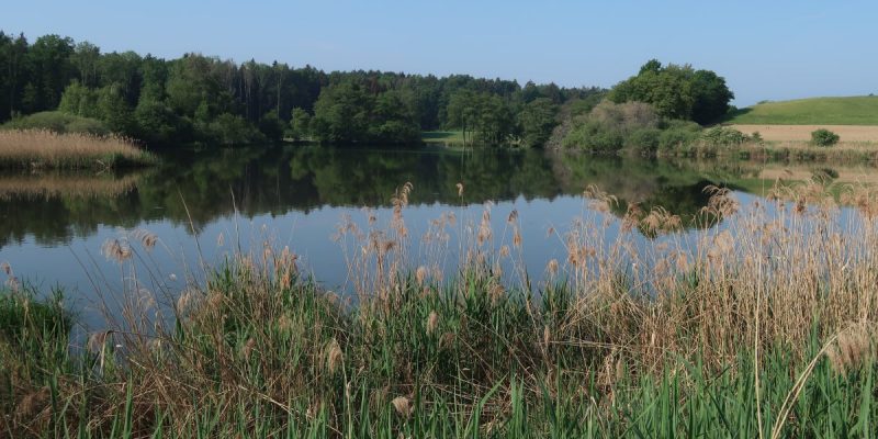 Mühlhaldenweiher