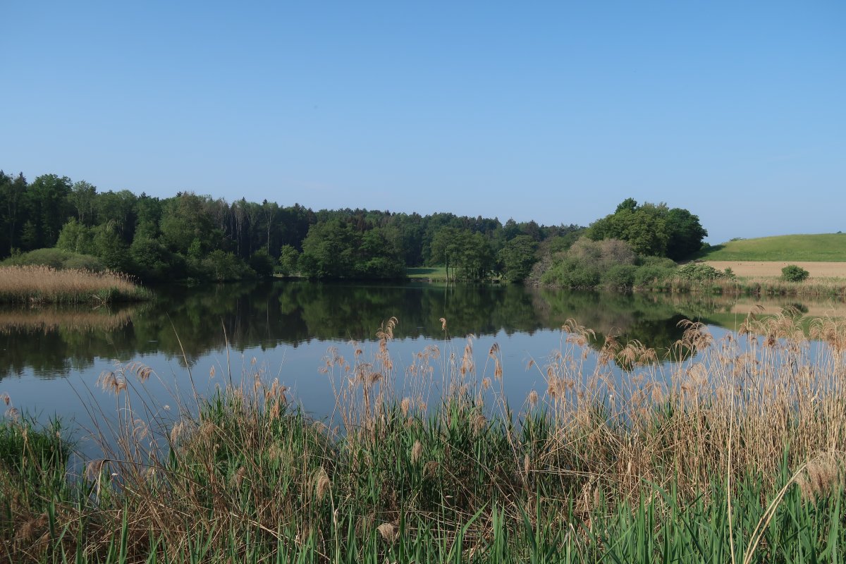 Mühlhaldenweiher