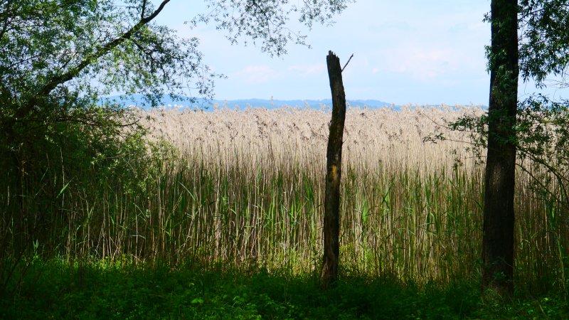 Naturschutzgebiet Untere Güll