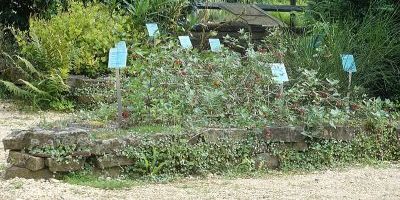 botanic garden