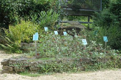 Botanischer Garten