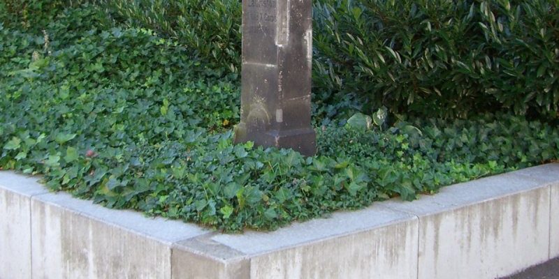 Apelstein 31