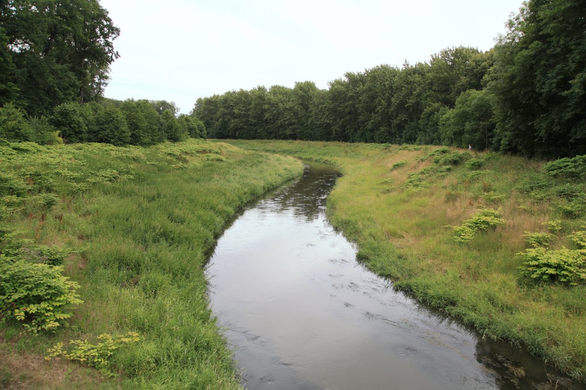 Burgaue