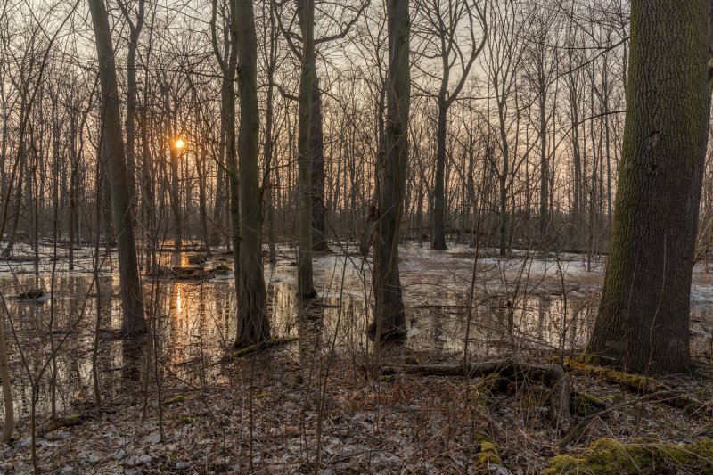 Elster- und Pleiße-Auewald