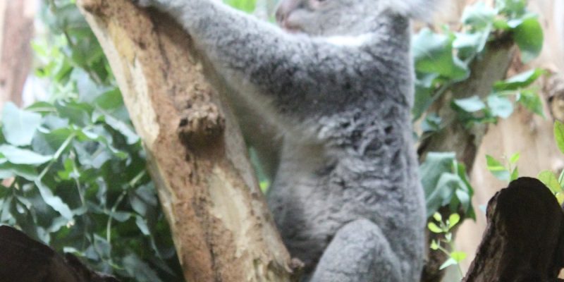 Koala