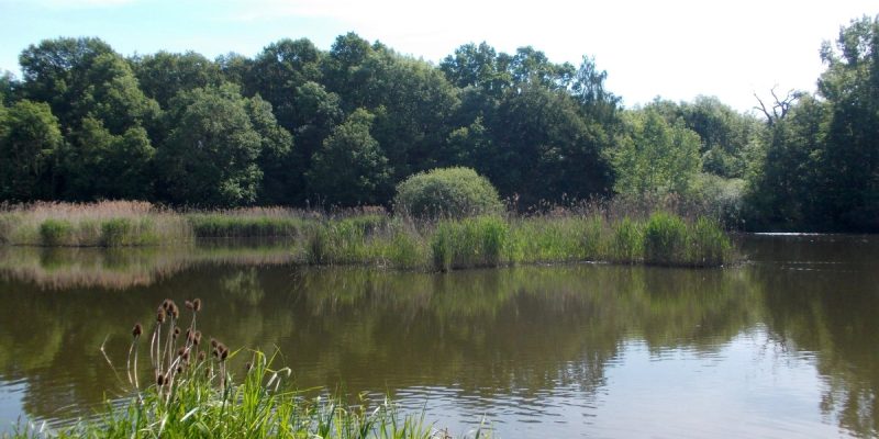 Lehmlache Lauer