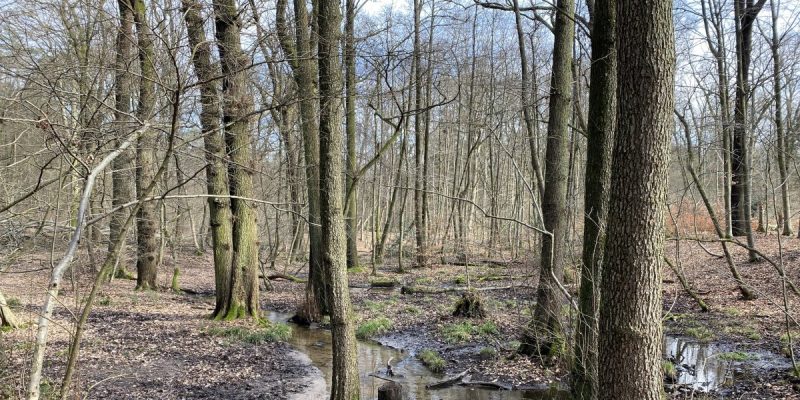 Bachaue des Bürgerbuschbaches