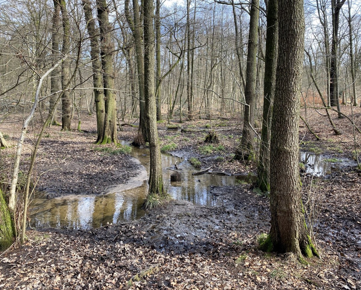 Bachaue des Bürgerbuschbaches