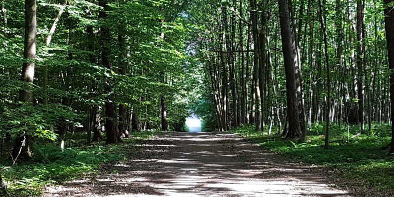 Bürgerbusch