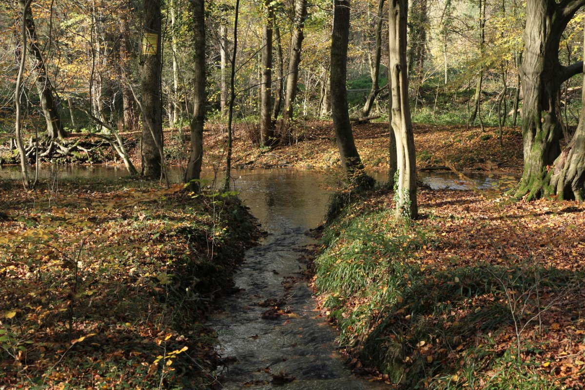 Dhünnaue (Nord)