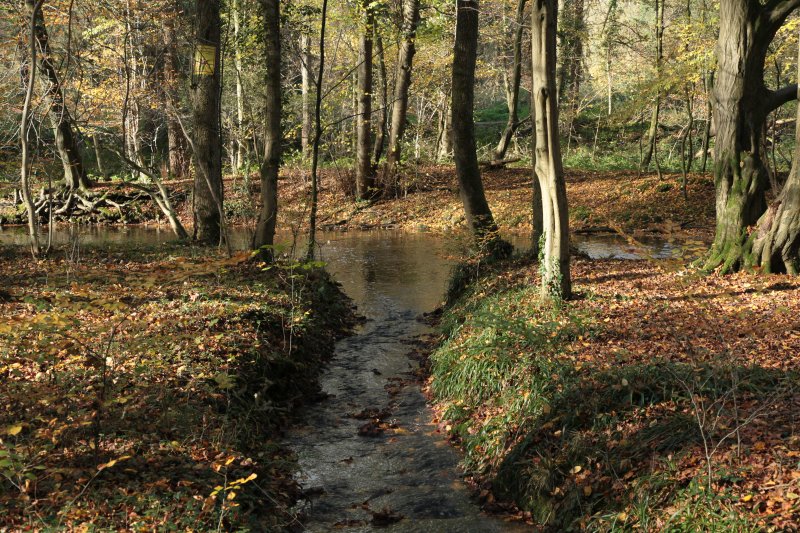 Dhünnaue