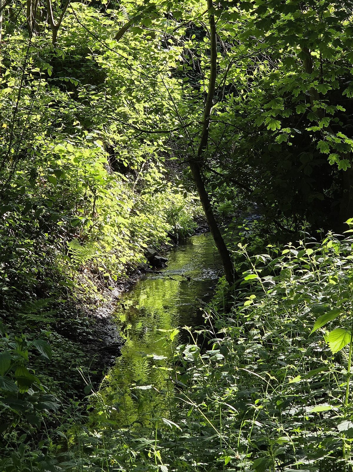 Ophover Mühlenbach
