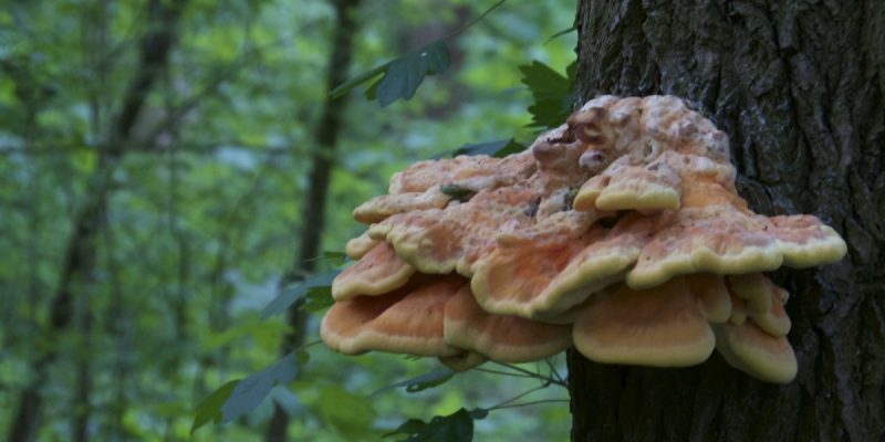 Sumpfgebiet im Ölbachtal