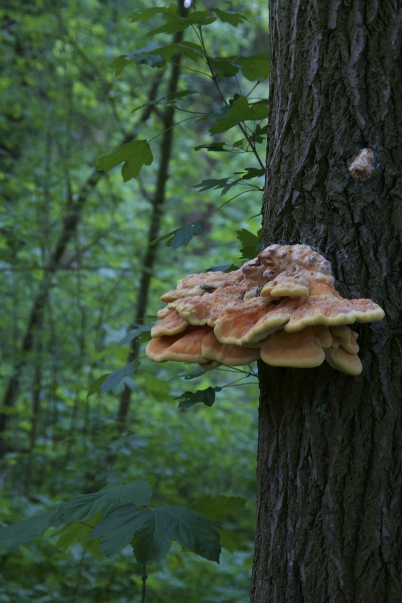 Sumpfgebiet im Ölbachtal