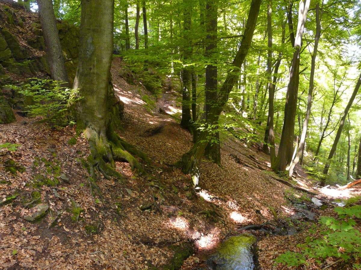 Wupperhänge mit Seitensiefen und der Wupper nördlich Witzhelden und Leichlingen