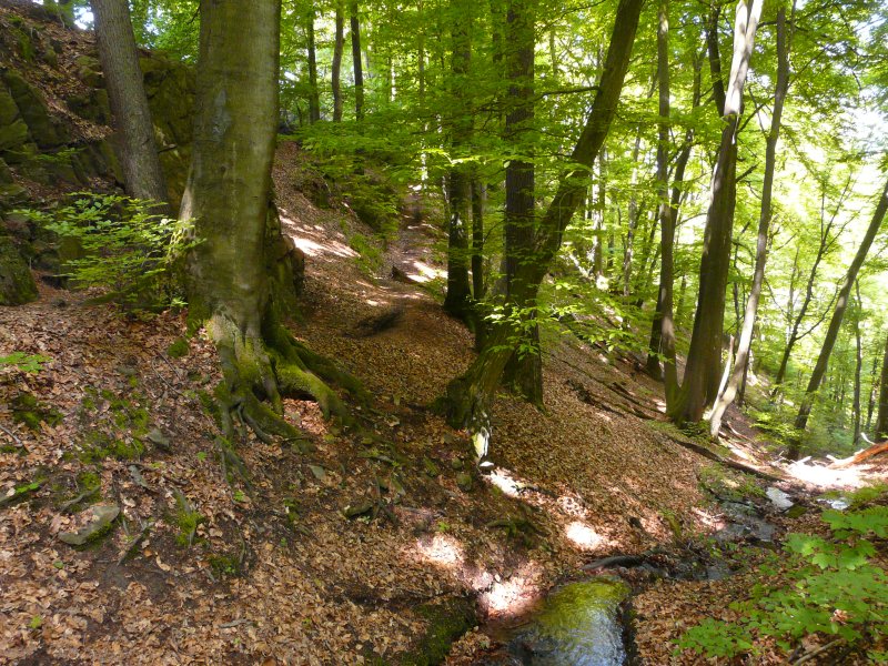 Wupperhänge mit Seitensiefen und der Wupper nördlich Witzhelden und Leichlingen