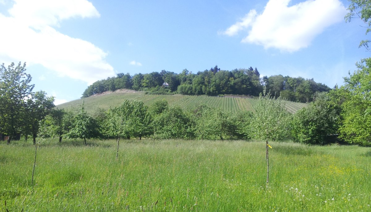 Lemberg