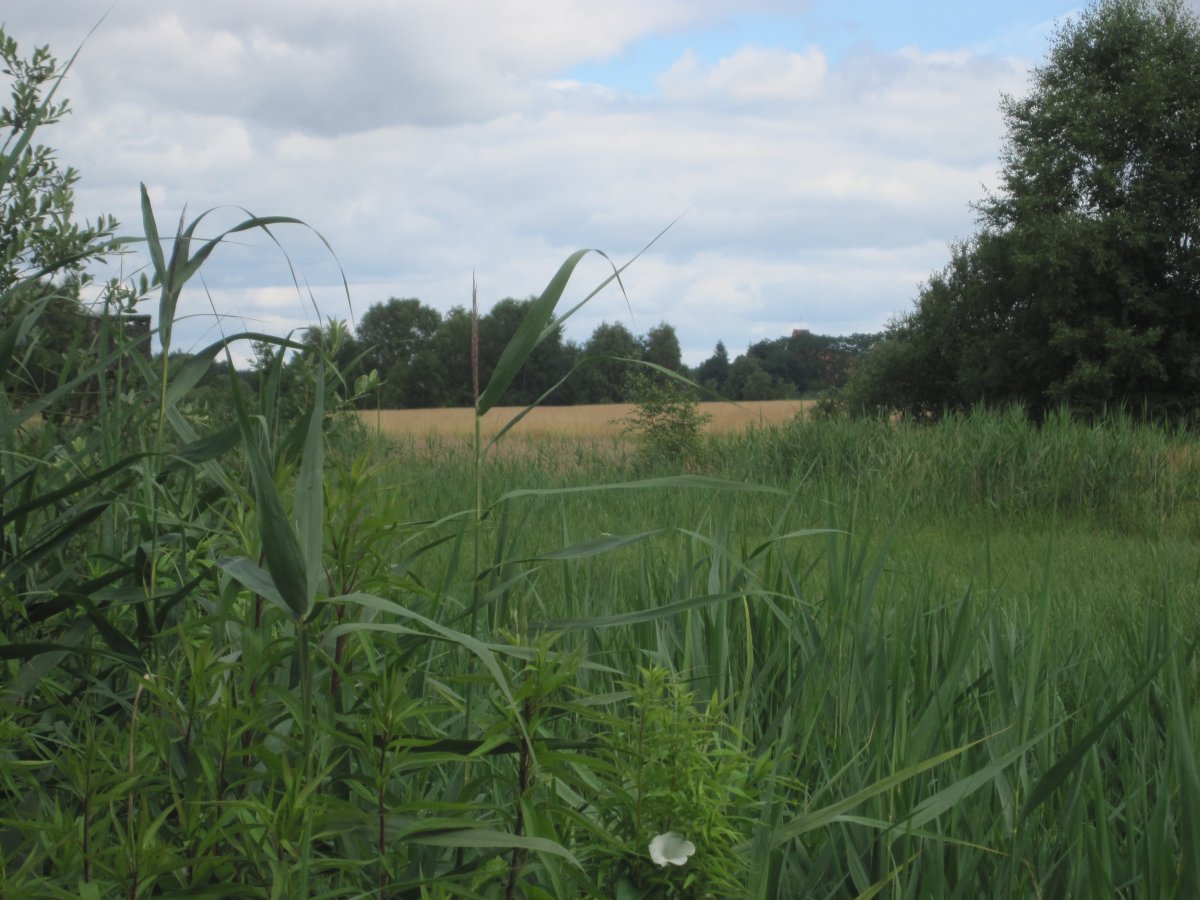 Wakenitzniederung