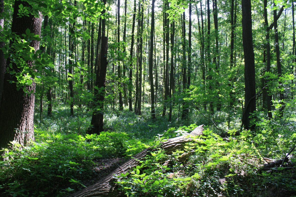 Dümpel an der Landwehr