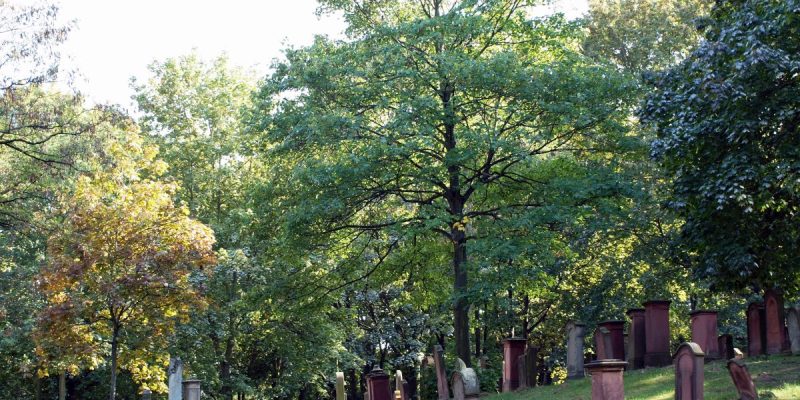 Alter Jüdischer Friedhof (Nord)