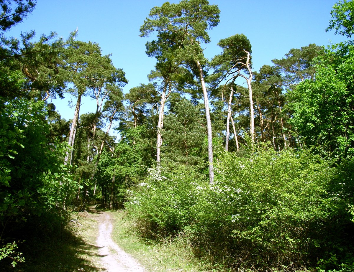 Lennebergwald