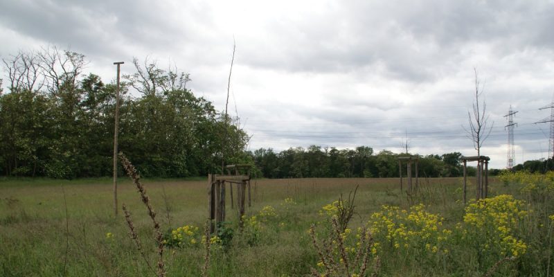 Viehwäldchen, Apfelkammer, Neuwäldchen