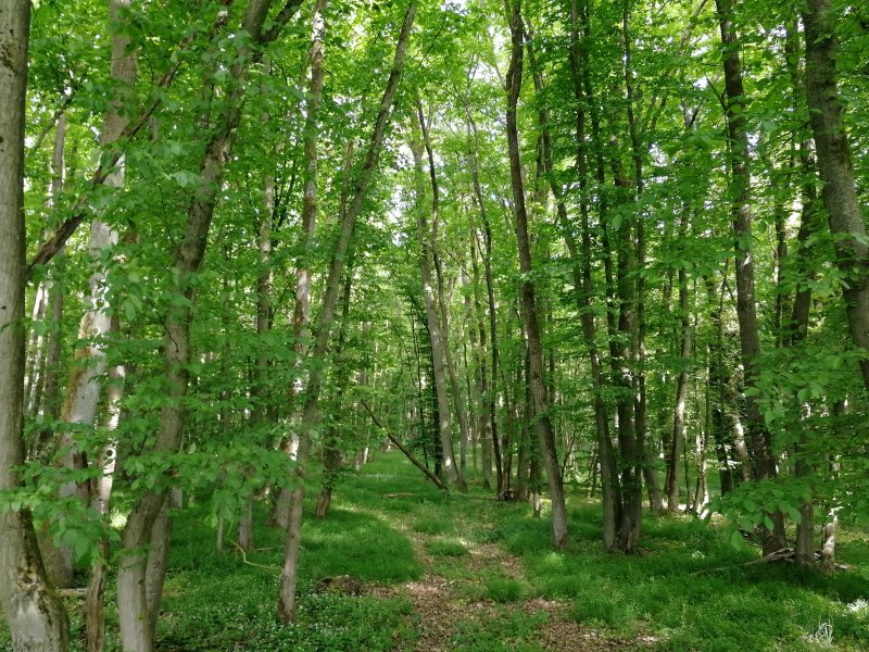 Lahnknie bei Michelbach