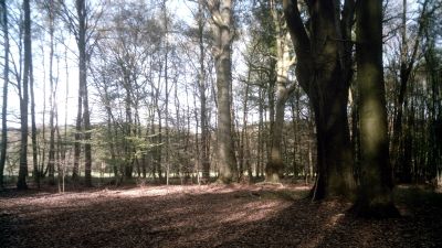 Bockerter Heide