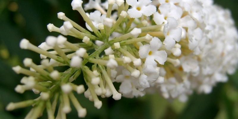 Buddleja