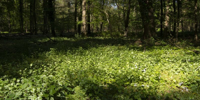 Gerkerather Wald