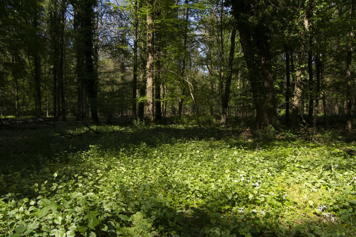 Gerkerather Wald