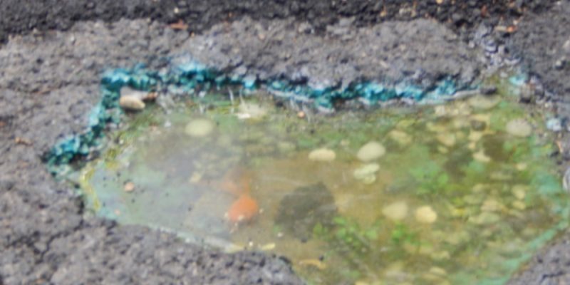 Goldfisch im Schlagloch