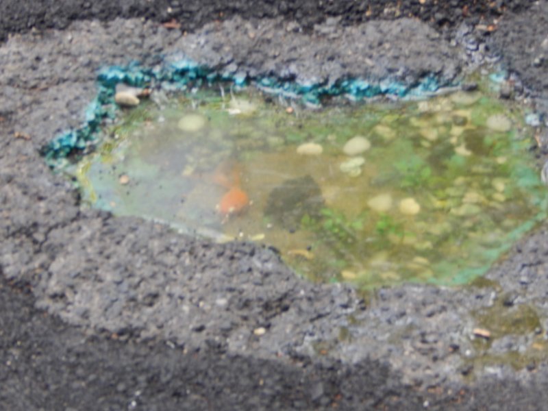 Goldfisch im Schlagloch