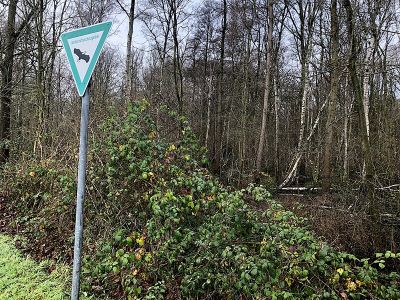 Volksgarten-Bungtwald-Elschenbruch