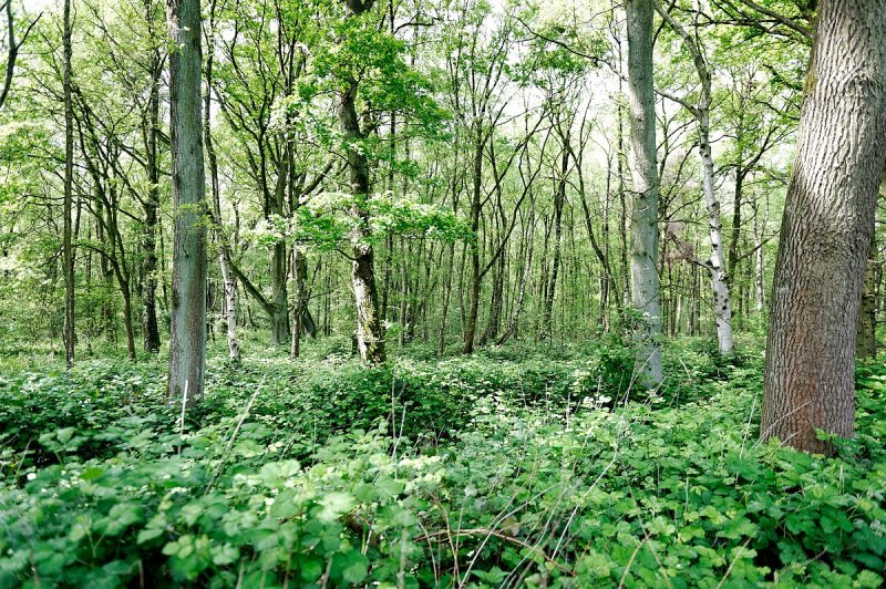 Niederheide am Egelsberg
